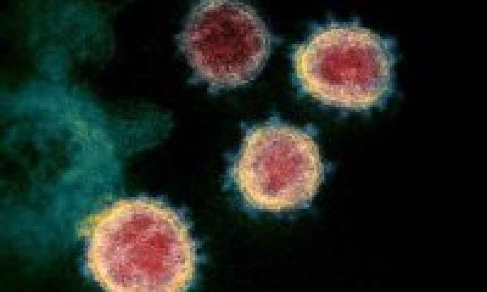 Coronavirus: distribution AMAP à Treillières