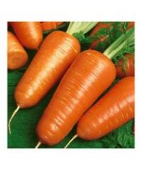 La carotte de Chantenay
