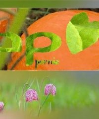 AMAP Pornic