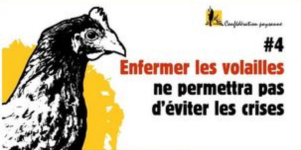 Grippe aviaire : le bien être animal bat de l’aile !