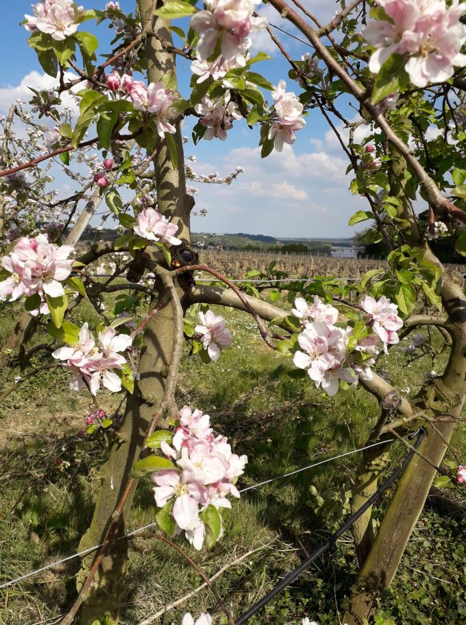 pommiers en fleur