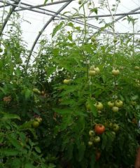 S.C.E.A legumes de saisons