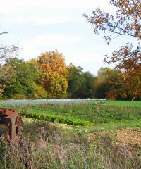 Les Rangs d’Oignons GAEC