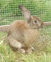 Ferme de mamie les lapins