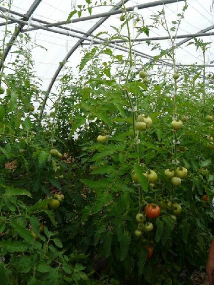 S.C.E.A legumes de saisons