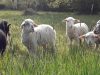 agneaux au pré
