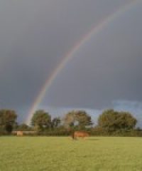 Les vaches de la Gourinière