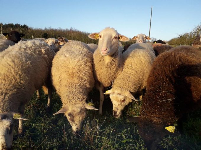 brebis en hiver