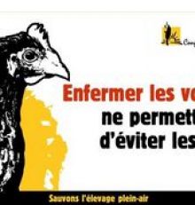 Grippe aviaire : le bien être animal bat de l’aile !