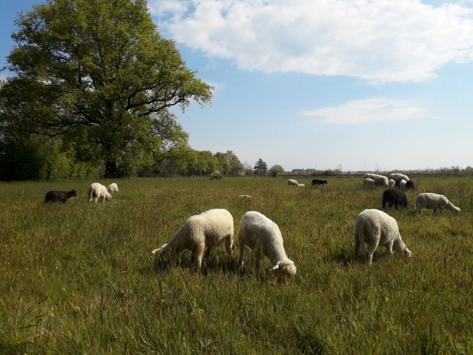 agneaux et brebis au pré