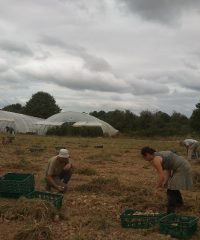 AMAP NOZAY -VAY  La Ringaudière