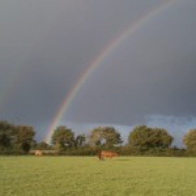 Les vaches de la Gourinière