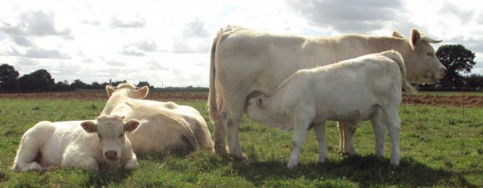 EARL des Chênes Rives