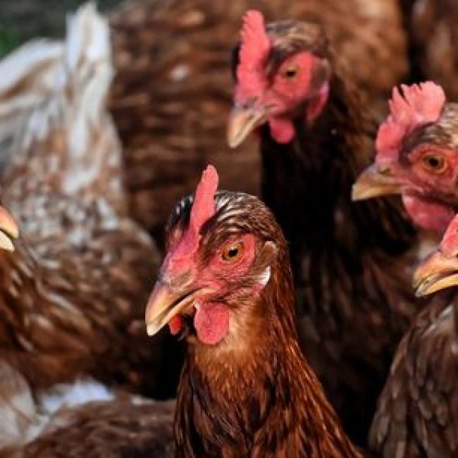 Contre les politiques sanitaires publiques qui interdiraient le plein air des volailles