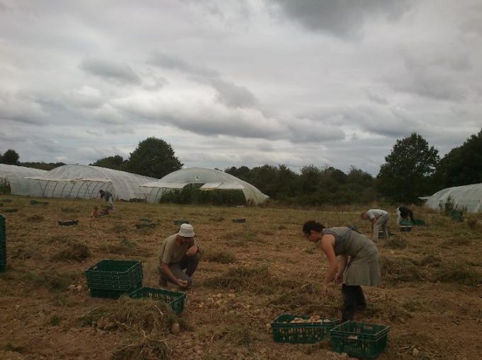 AMAP NOZAY -VAY  La Ringaudière