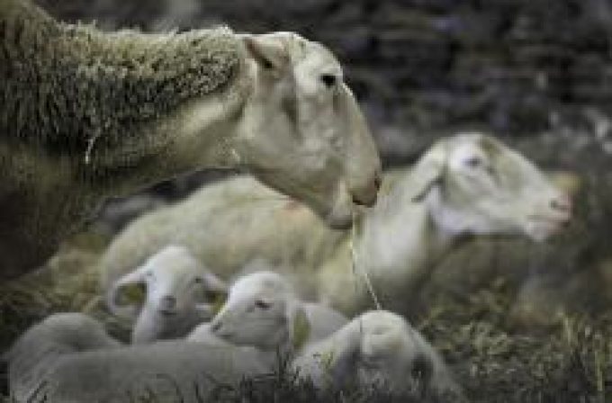 GAEC Ferme du Moulin – Petit Pré