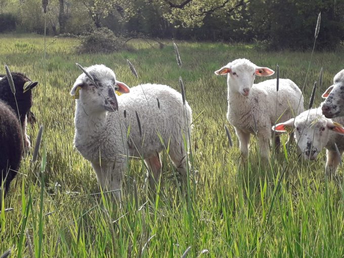 agneaux au pré