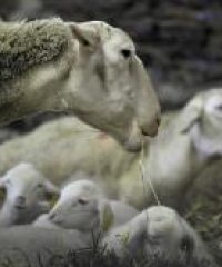 GAEC Ferme du Moulin – Petit Pré