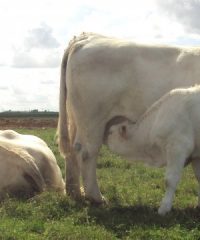 EARL des Chênes Rives