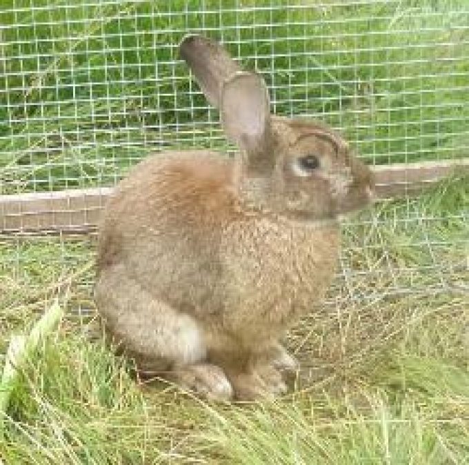 Ferme de mamie les lapins