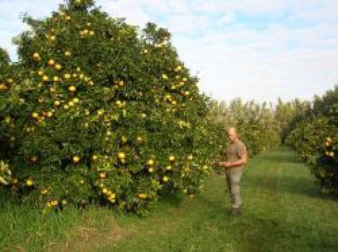 Alimeria – agrumes de Corse