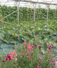 AMAP de l&rsquo;Hippodrome