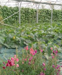 GAEC des Cinq Chemins