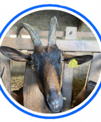 GAEC Lait Biques et Délices