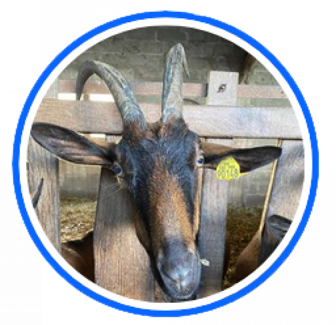 GAEC Lait Biques et Délices