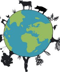 AMAP   Hommes de Terre