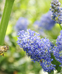 La Toute Petite Ferme