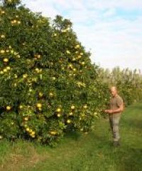 Alimeria – agrumes de Corse