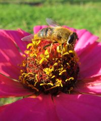 GAEC La Terre Ferme