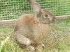 Ferme de mamie les lapins