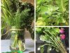Quelques primeurs et aromatiques